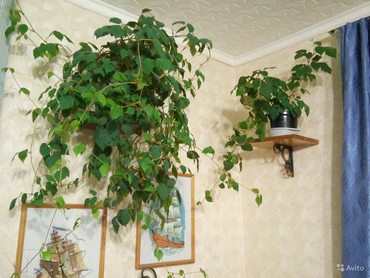Вьюн березка комнатное растение