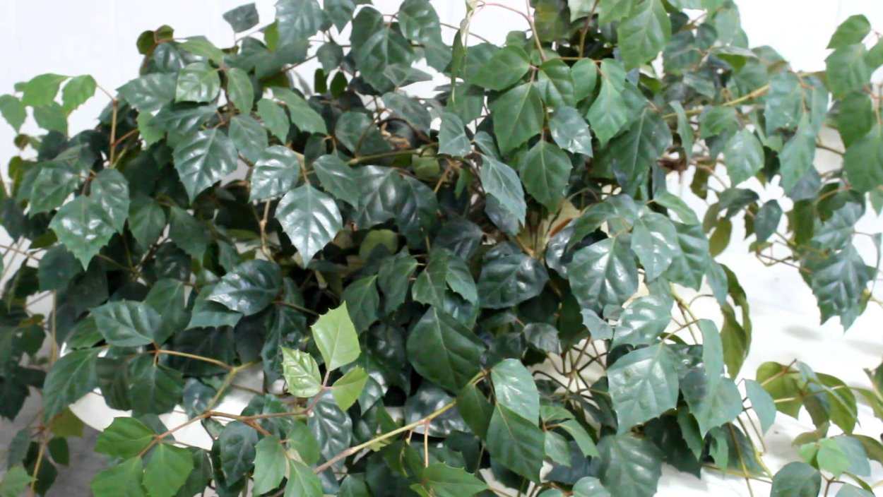 Роициссус Березка