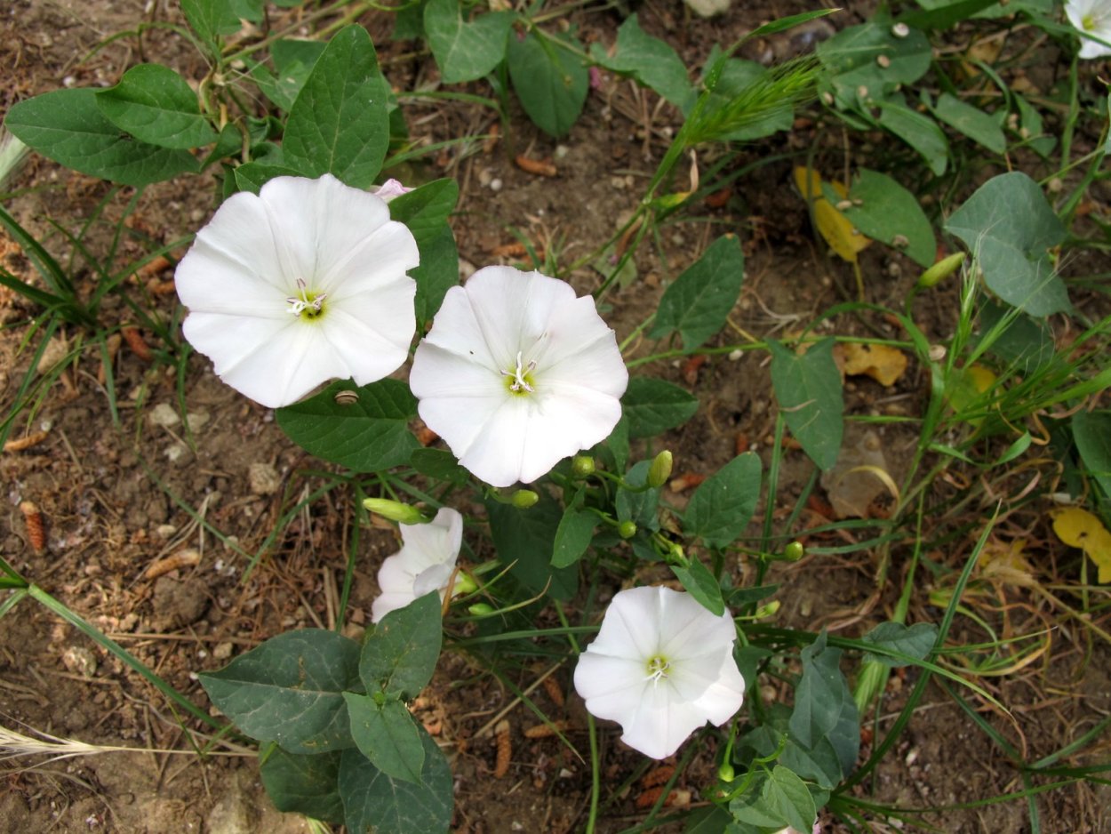Вьюнок Березка сорняк в огороде