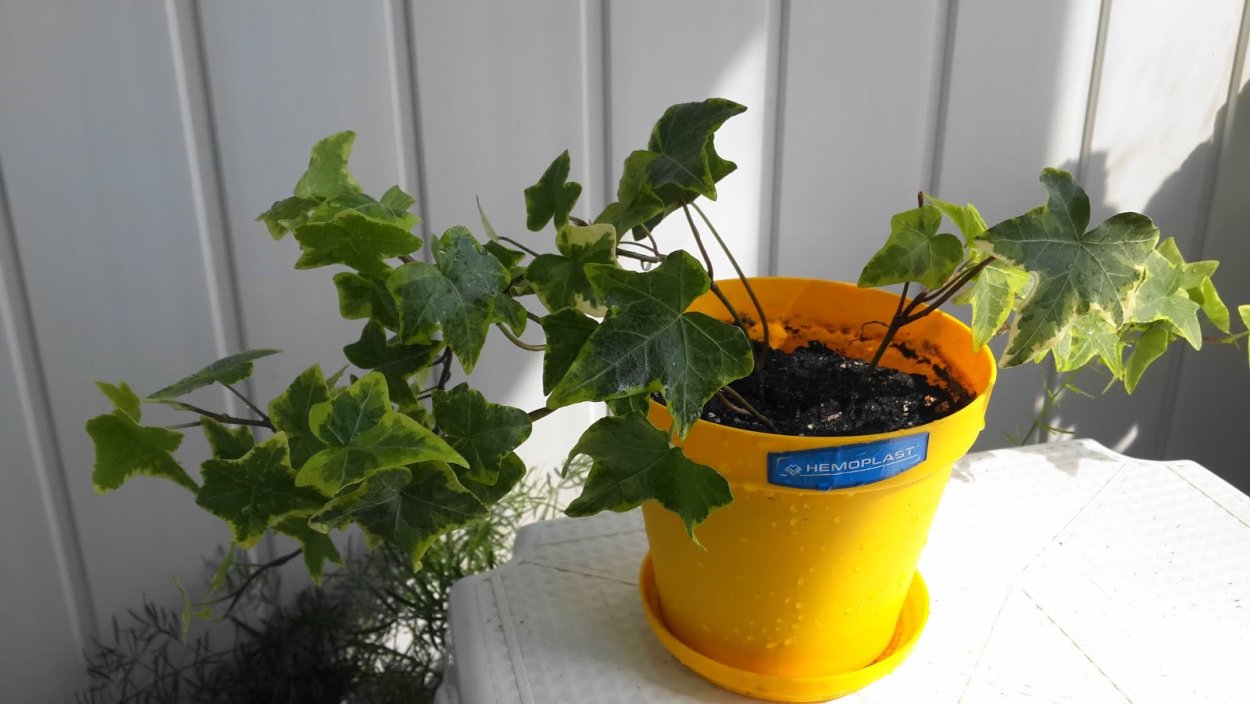 Вьюнок Березка комнатная