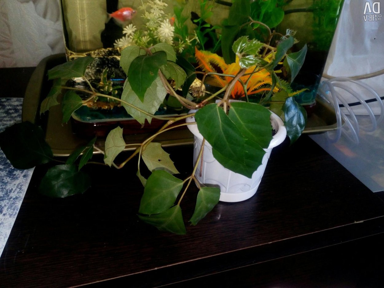 Вьюн цветок домашний фото приметы