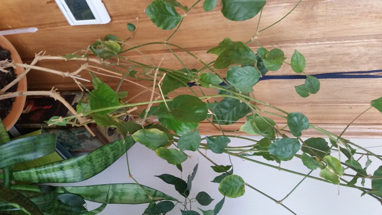 Вьюн домашний