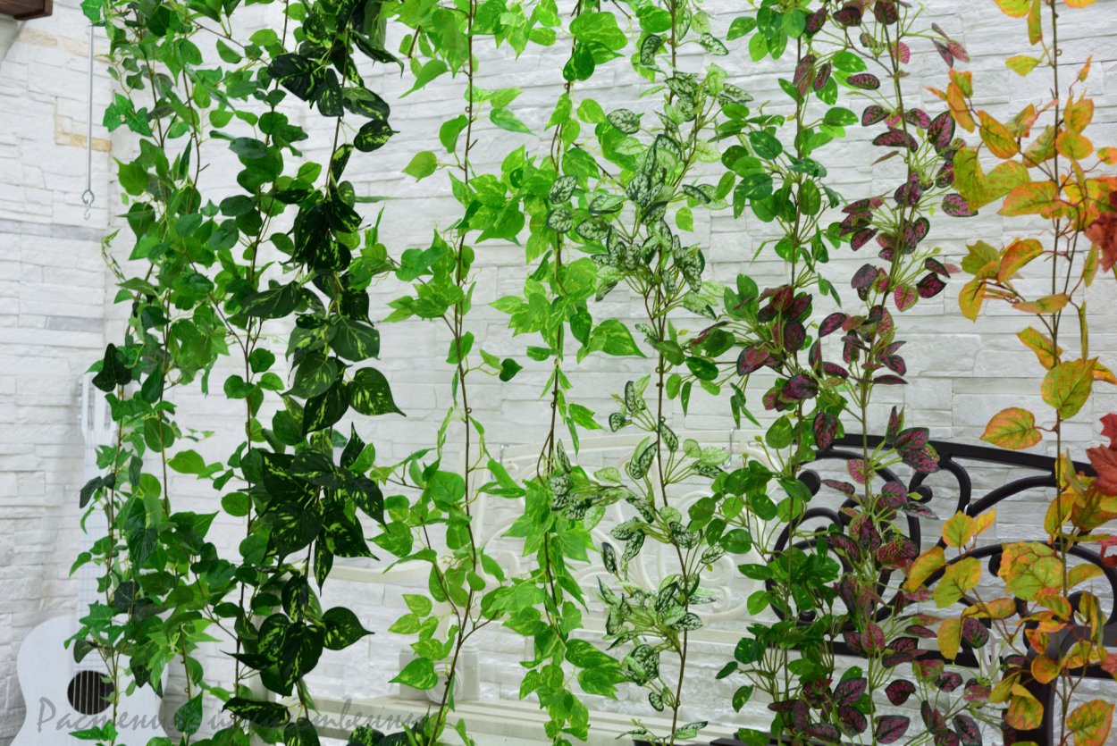 Березка декоративная Вьюн