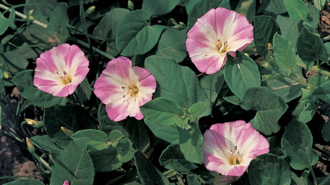 Вьюнок Лесной