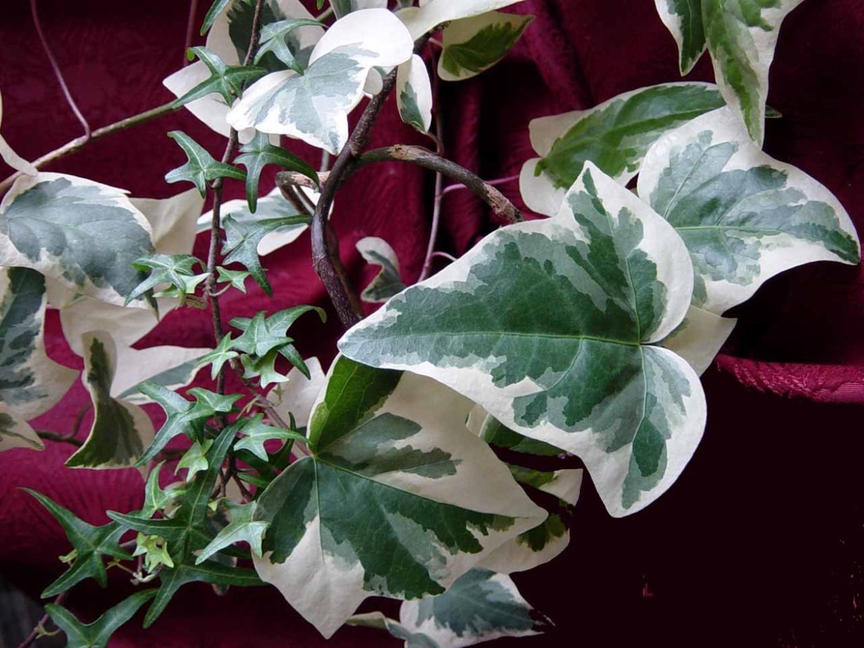 Плющ вариегатный комнатный