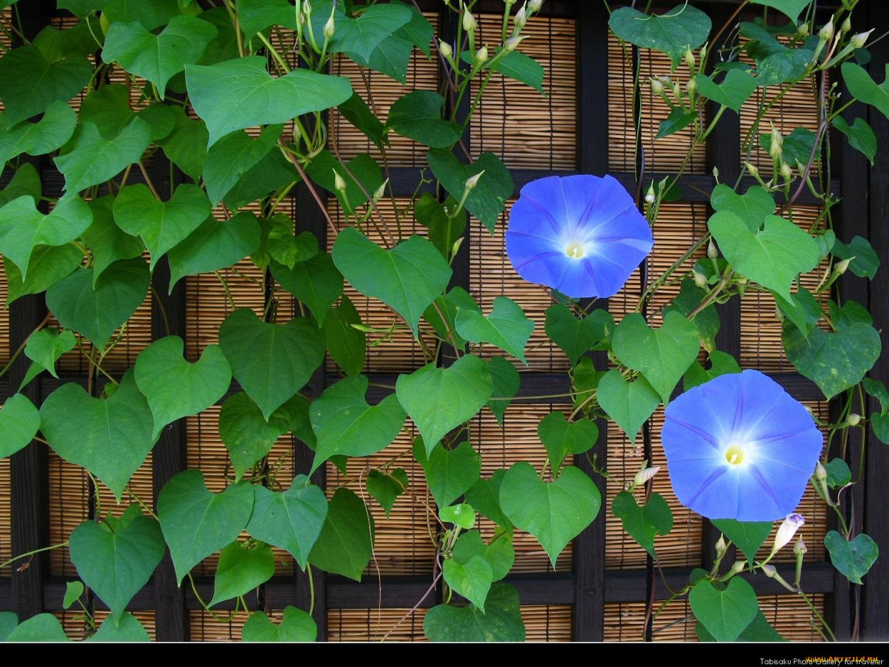 Ипомея Цветана