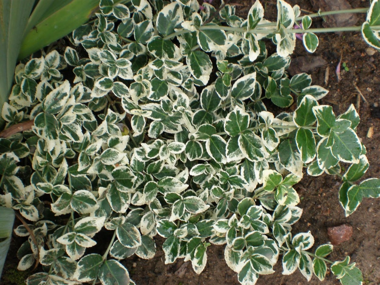 Бересклет Вариегатус