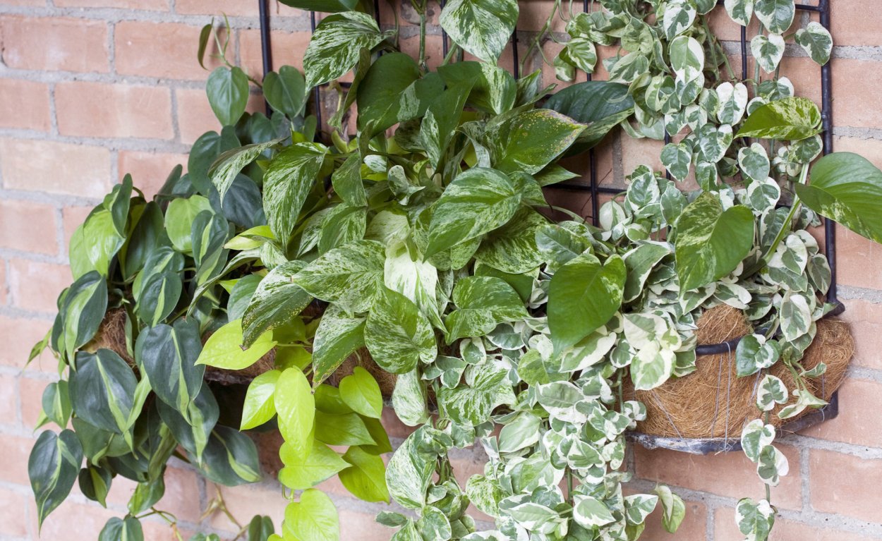 Сциндапсус аргиреа