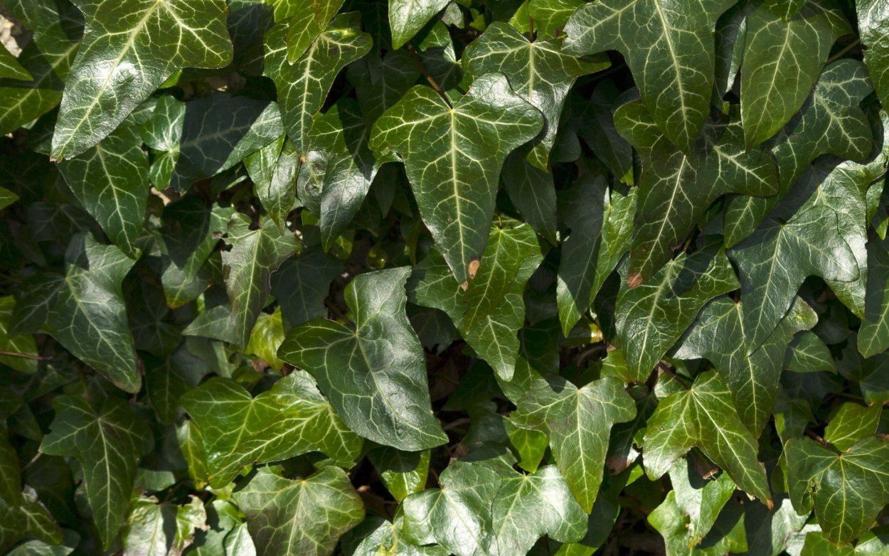 Капский плющ