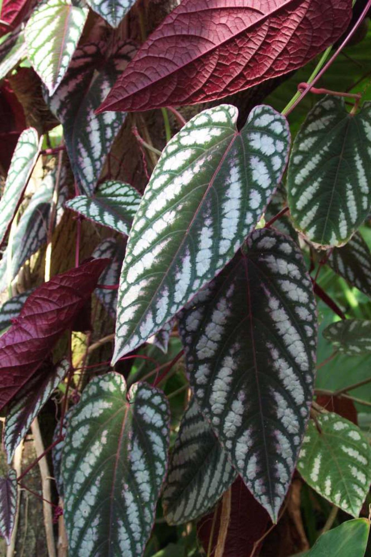 Циссус ДИСКОЛОР