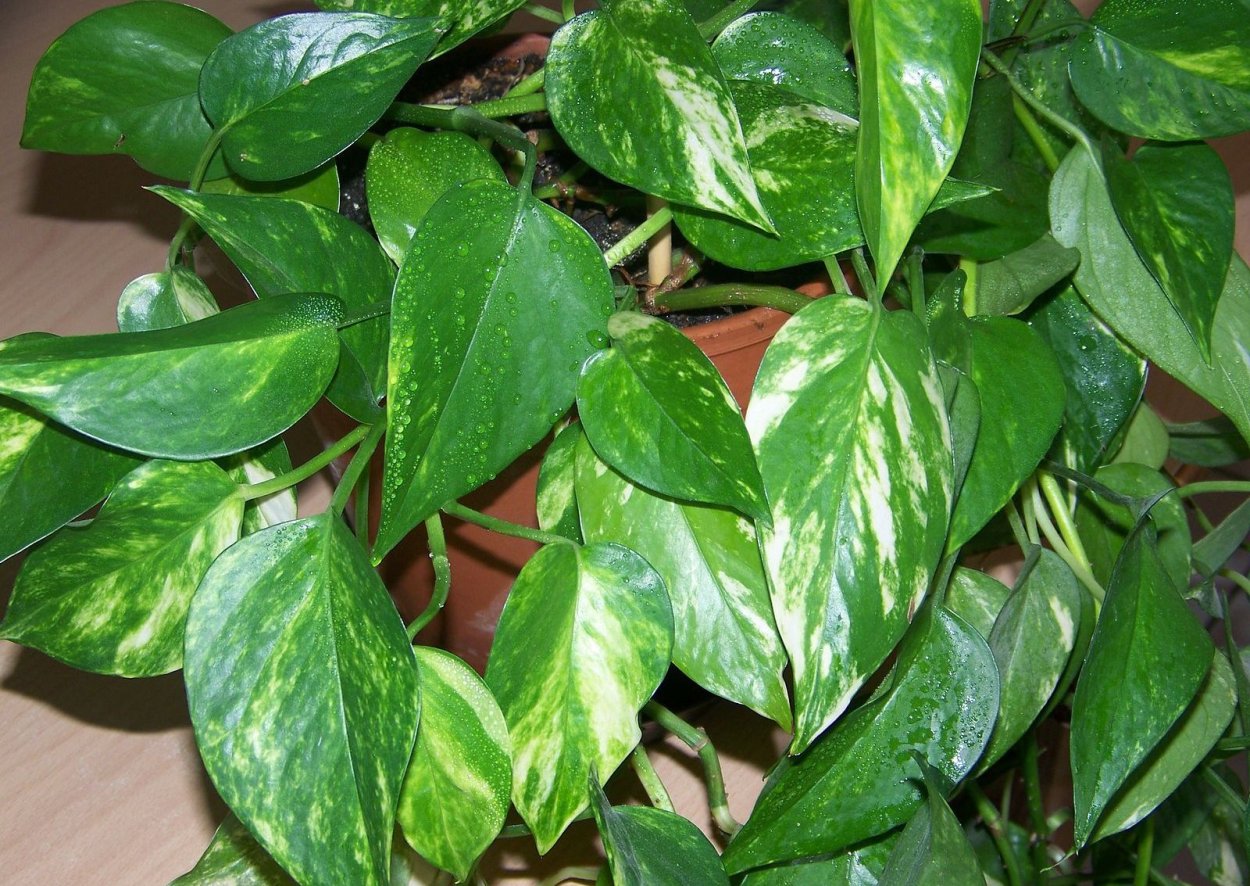 Сциндапсус сиамский