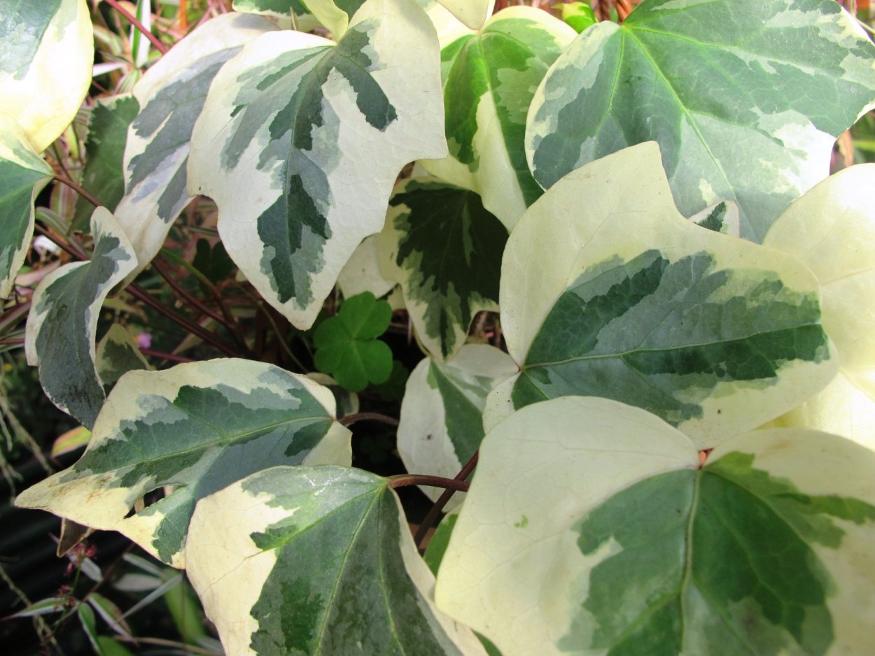 Хедера плющ Канарский