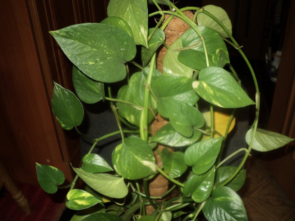 Цветок Лиана с пестрыми листьями