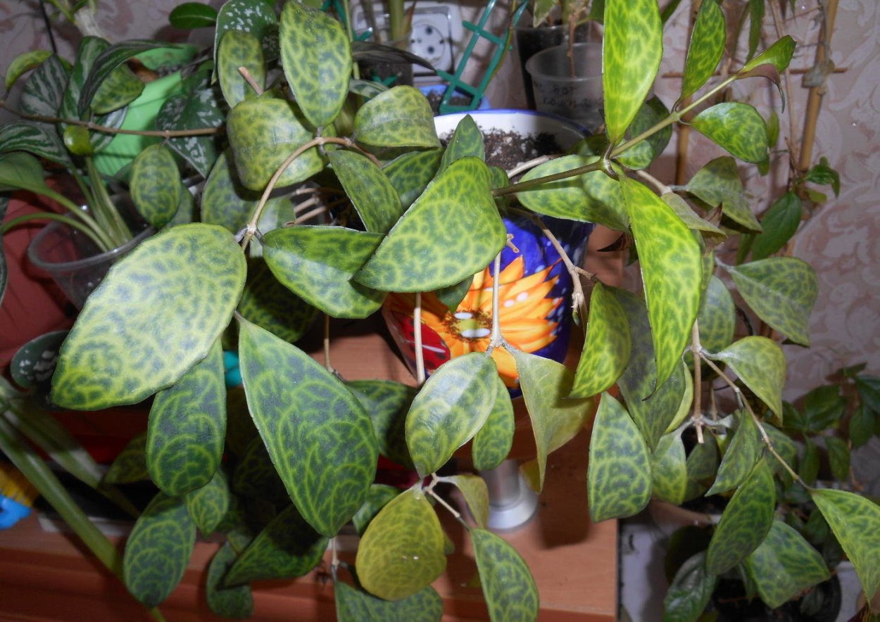 Эсхинантус пятнистый