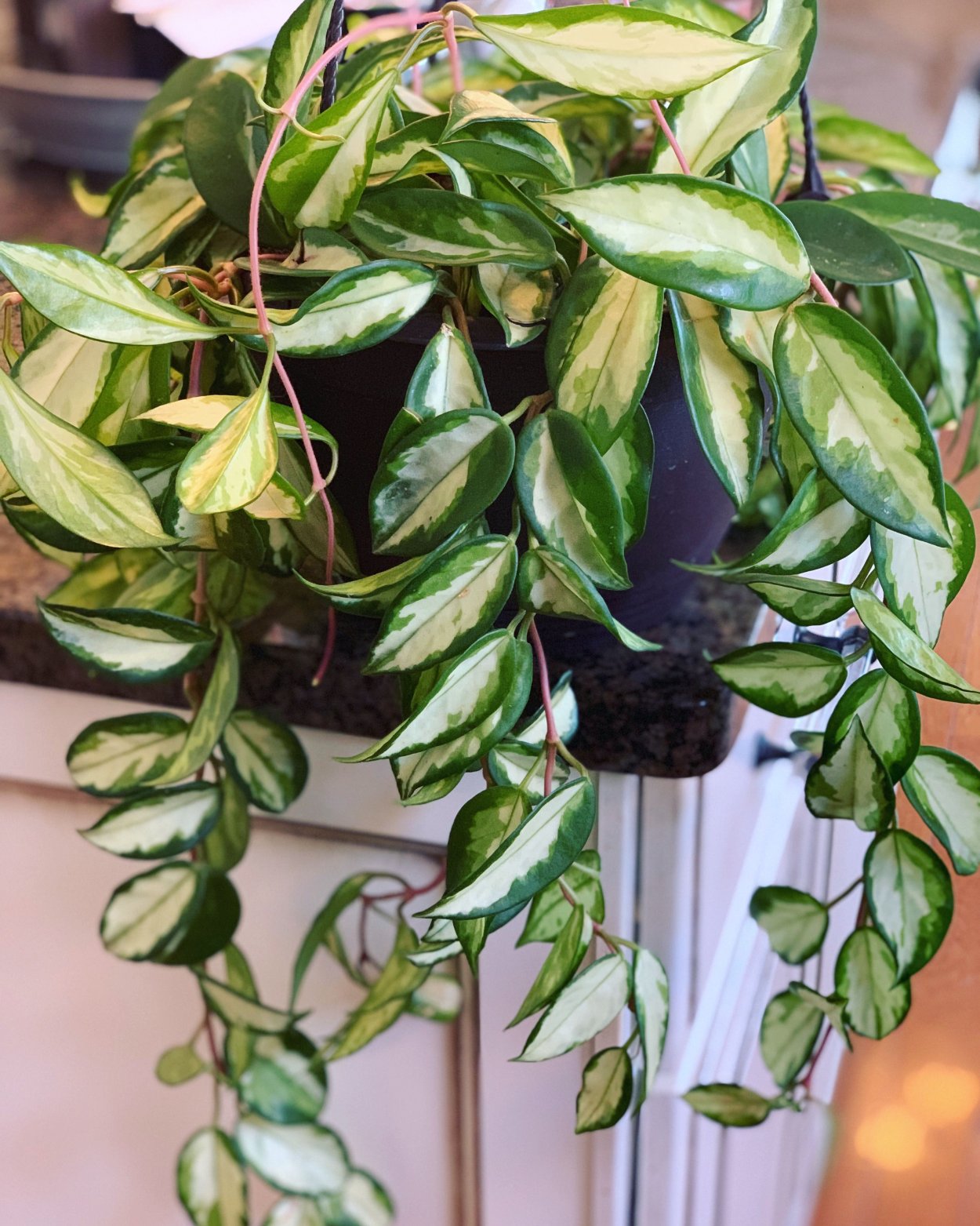 Лиана Хойя Карноза