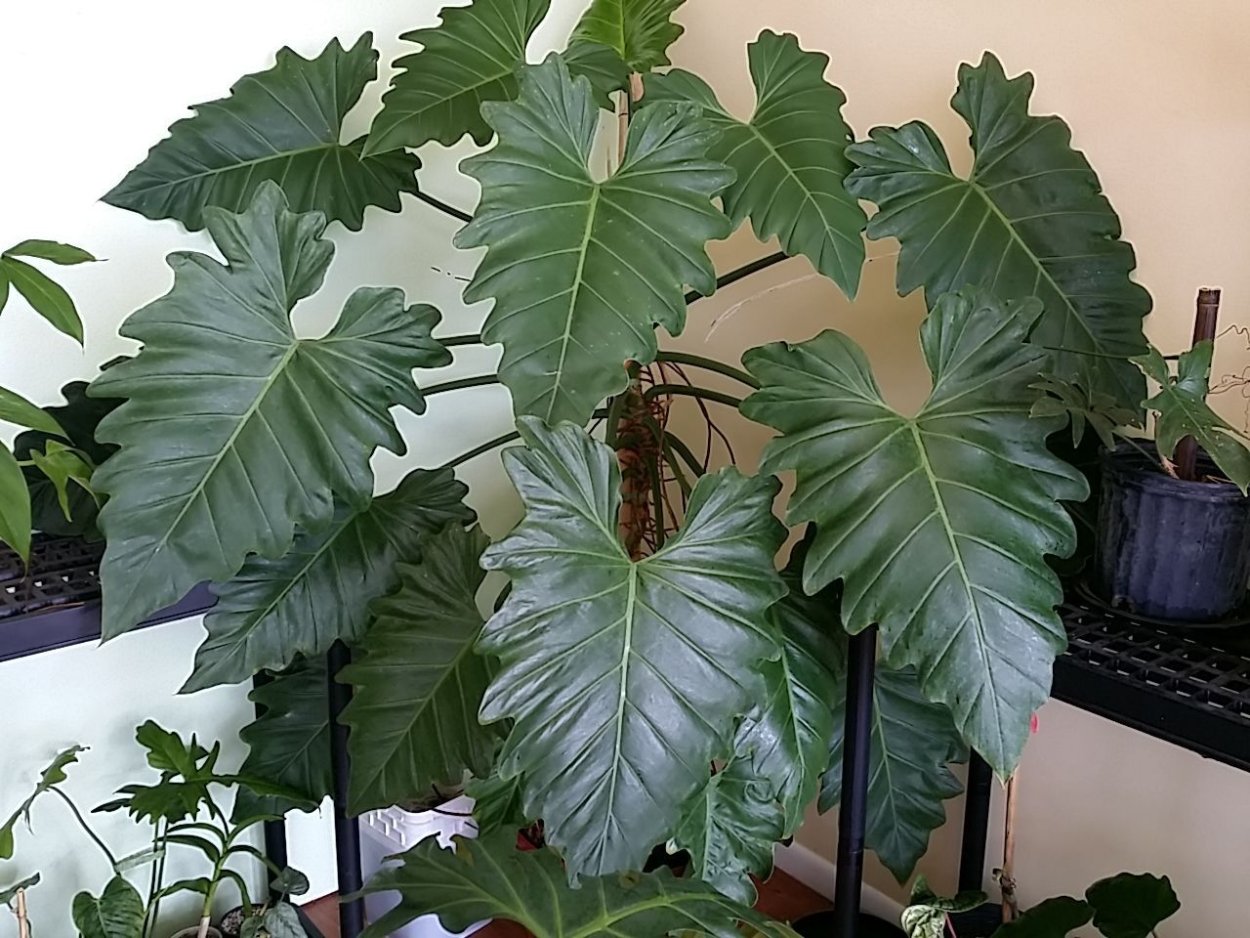 Высокое комнатное растение с большими листьями