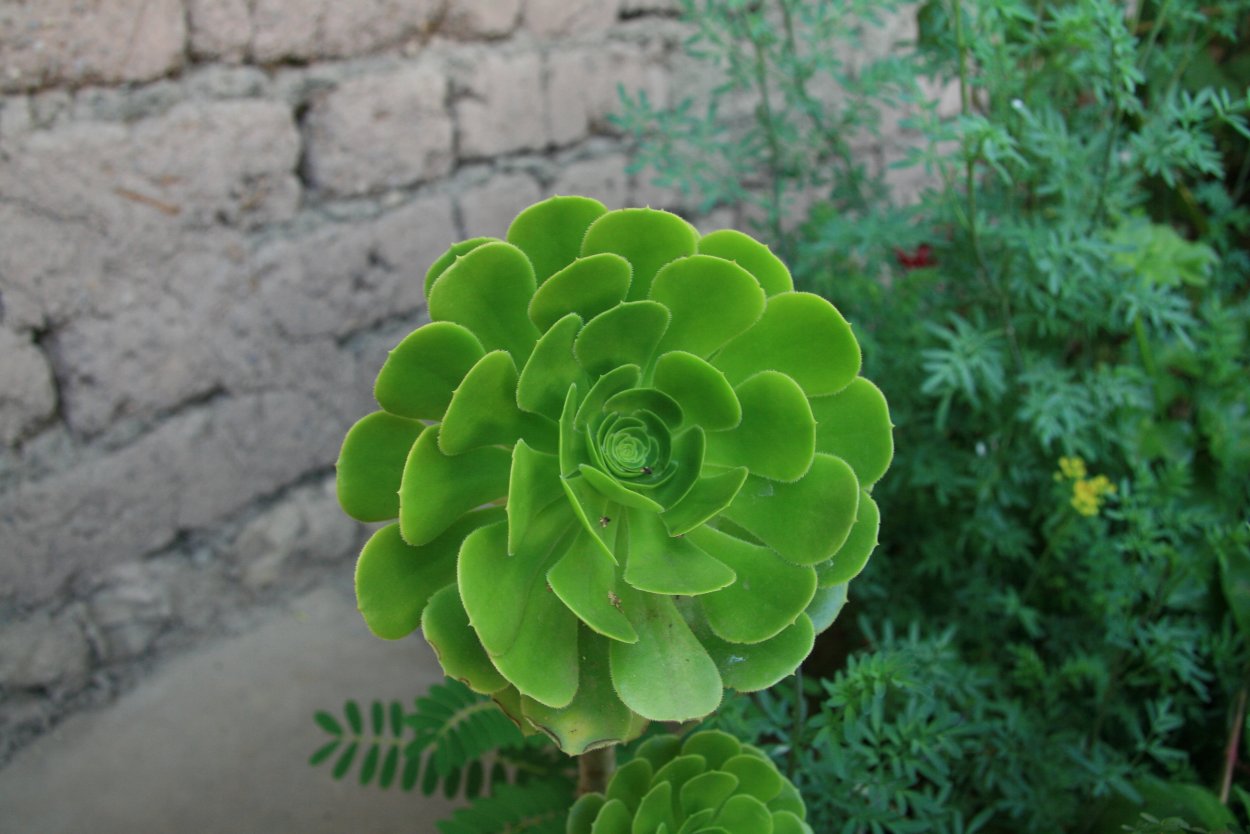 Суккулент Exotica