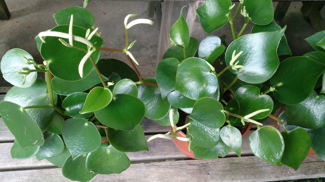 Пеперомия многокистевая Peperomia polybotrya