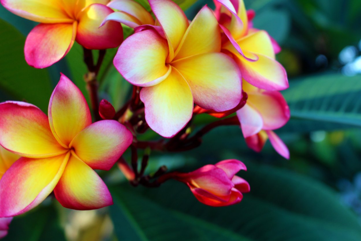 Plumeria rubra super Glow