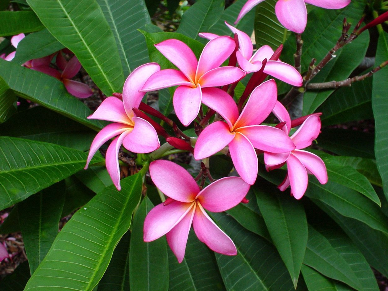 Плюмерия / Plumeria