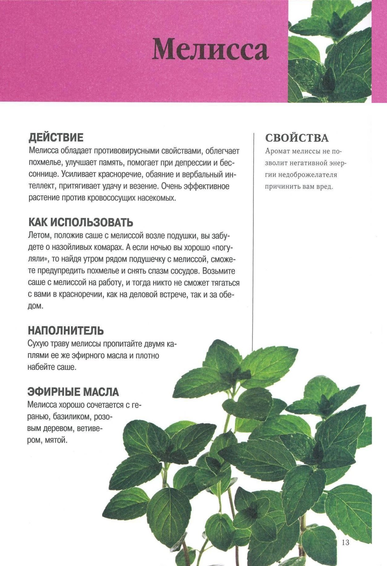 Мелисса лекарственное растение