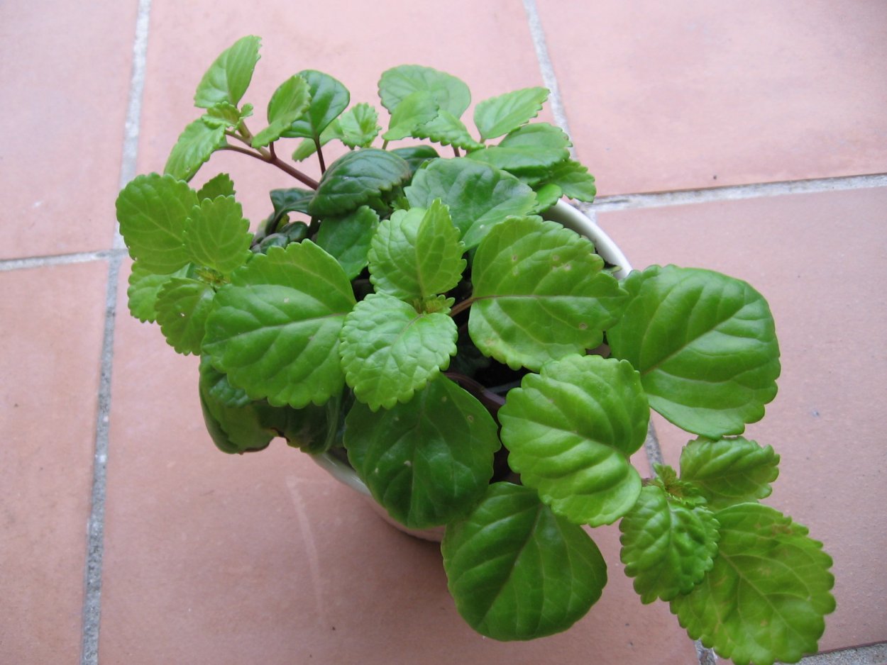Плектрантус verticillatus