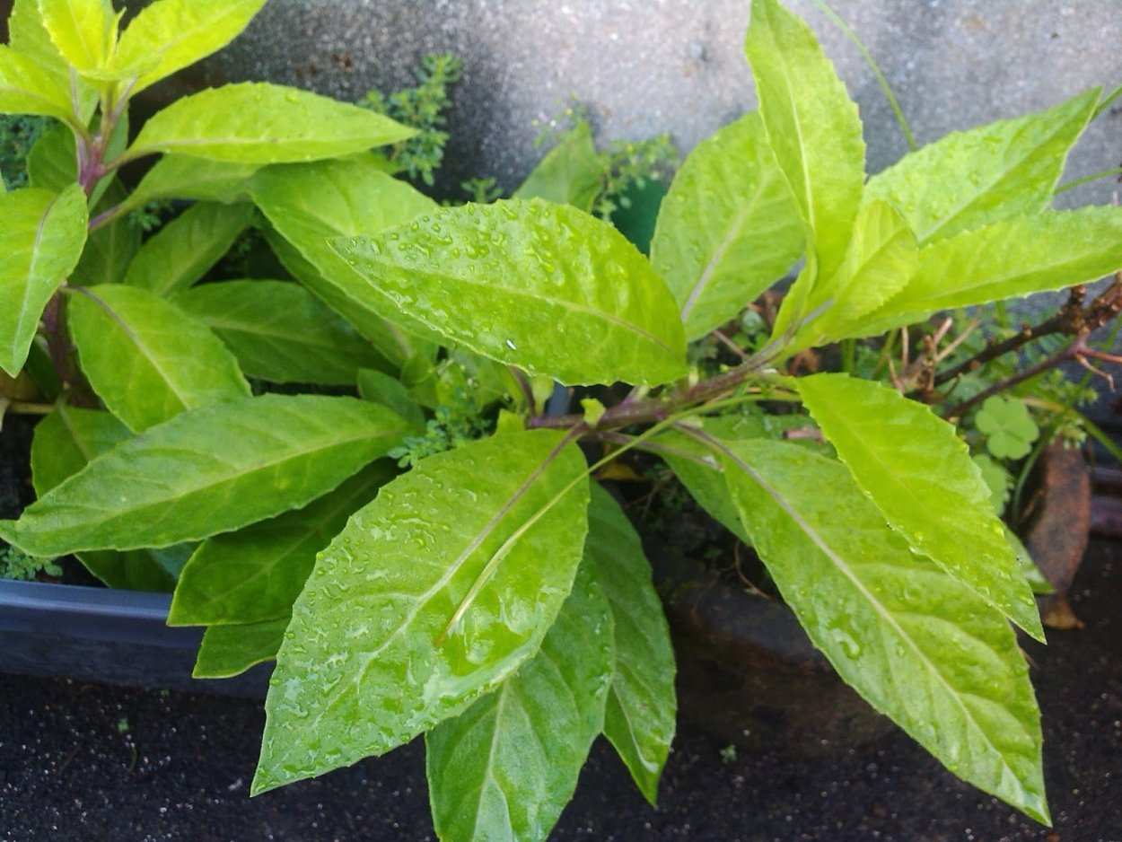 Джинура Прокумбенс (Gynura procumbens)