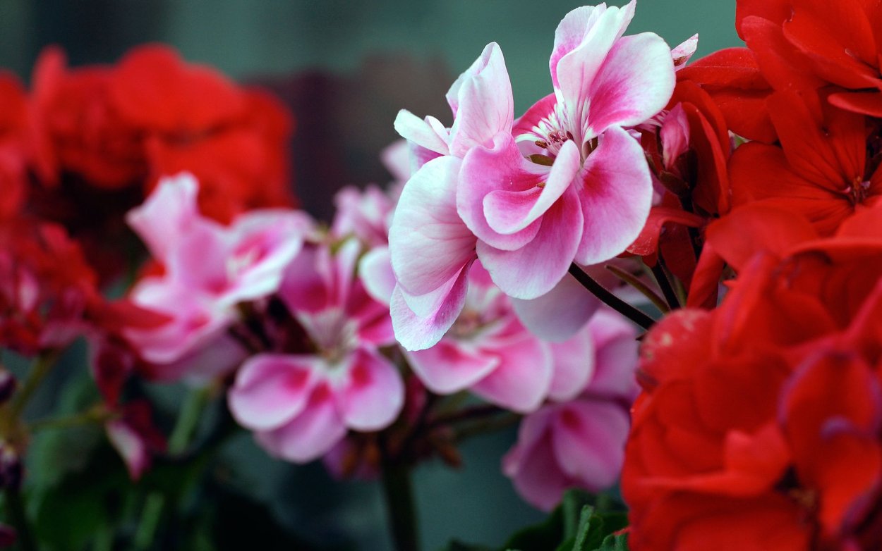 Petals пеларгония