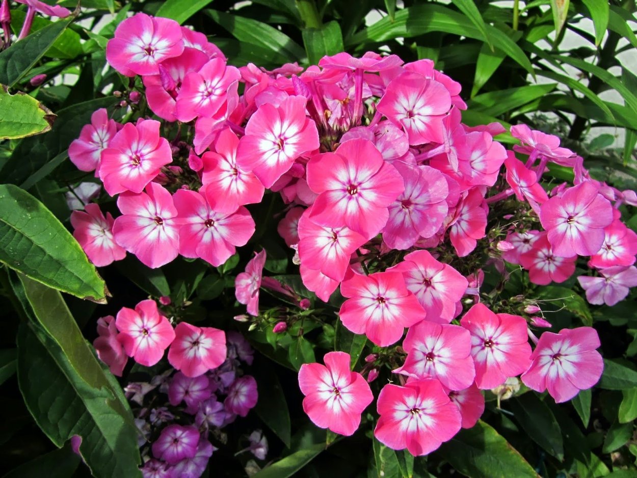 Флокс Кэнди флосс