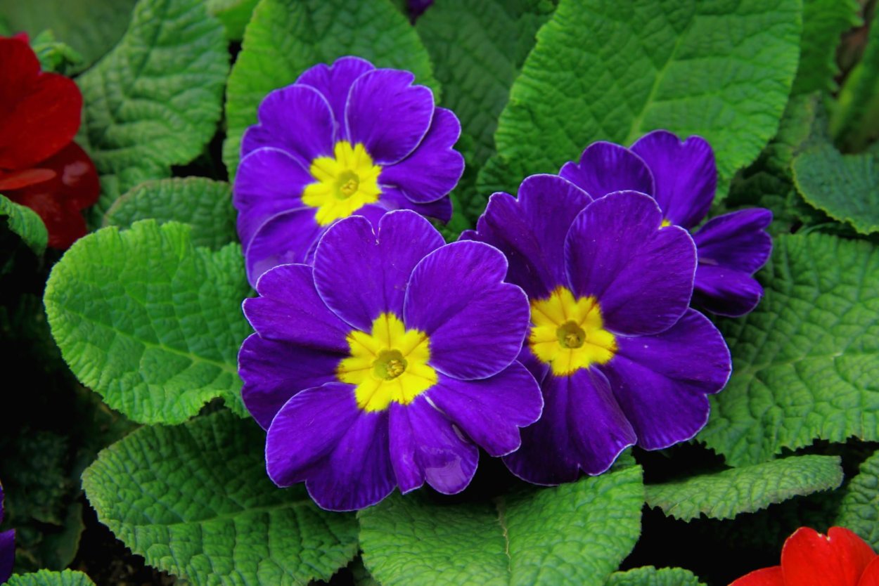 Примула Violet