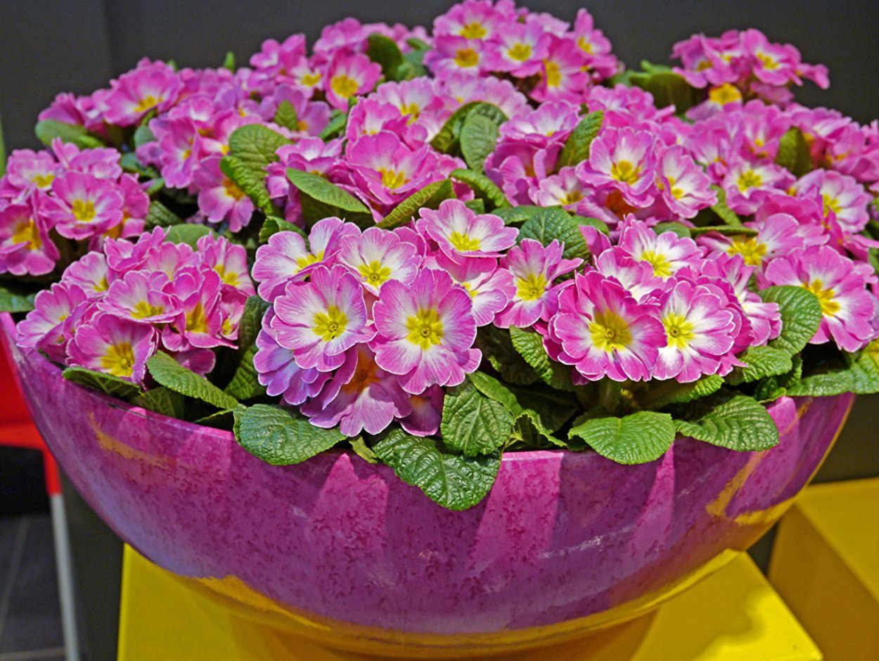 Примула комнатная