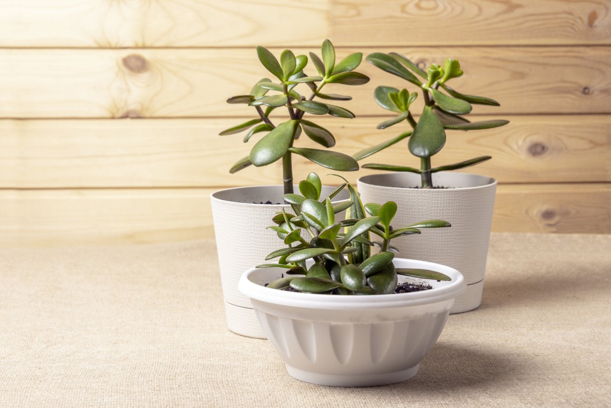 Jade Plant – Crassula