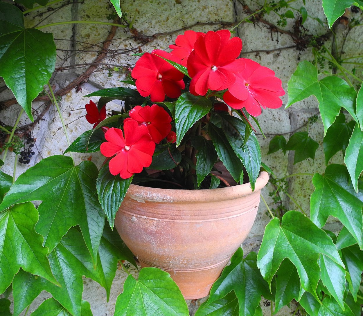 Бальзамин Петерса (Impatiens petersiana)