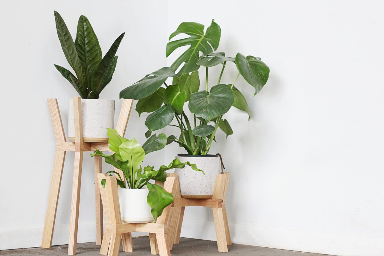 Plant for Indoor use