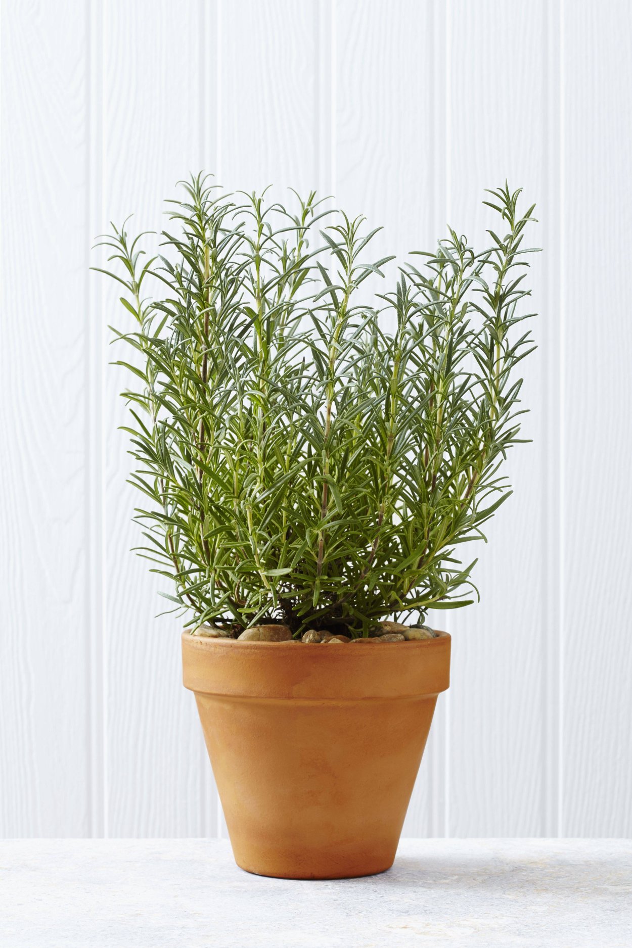 Rosmarinus officinalis