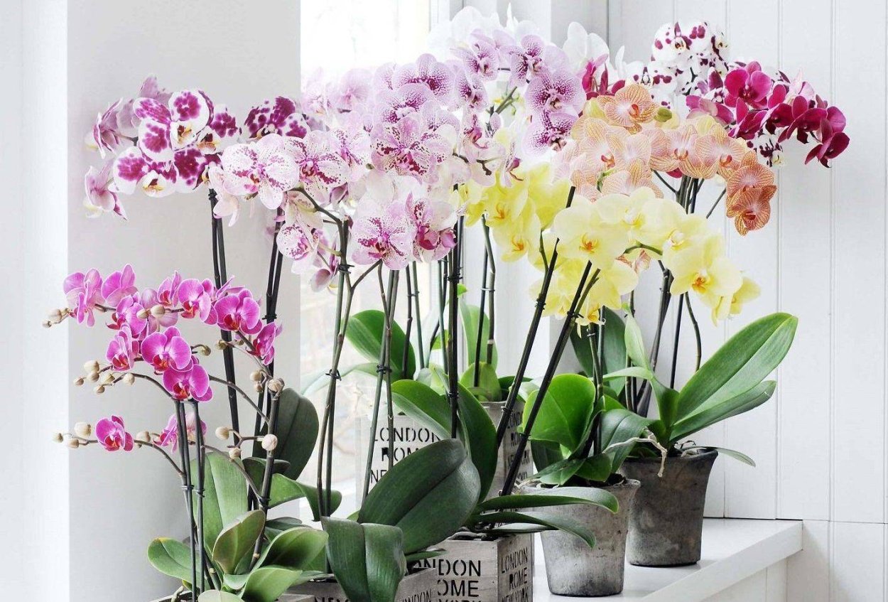 Фаленопсис Miraflor