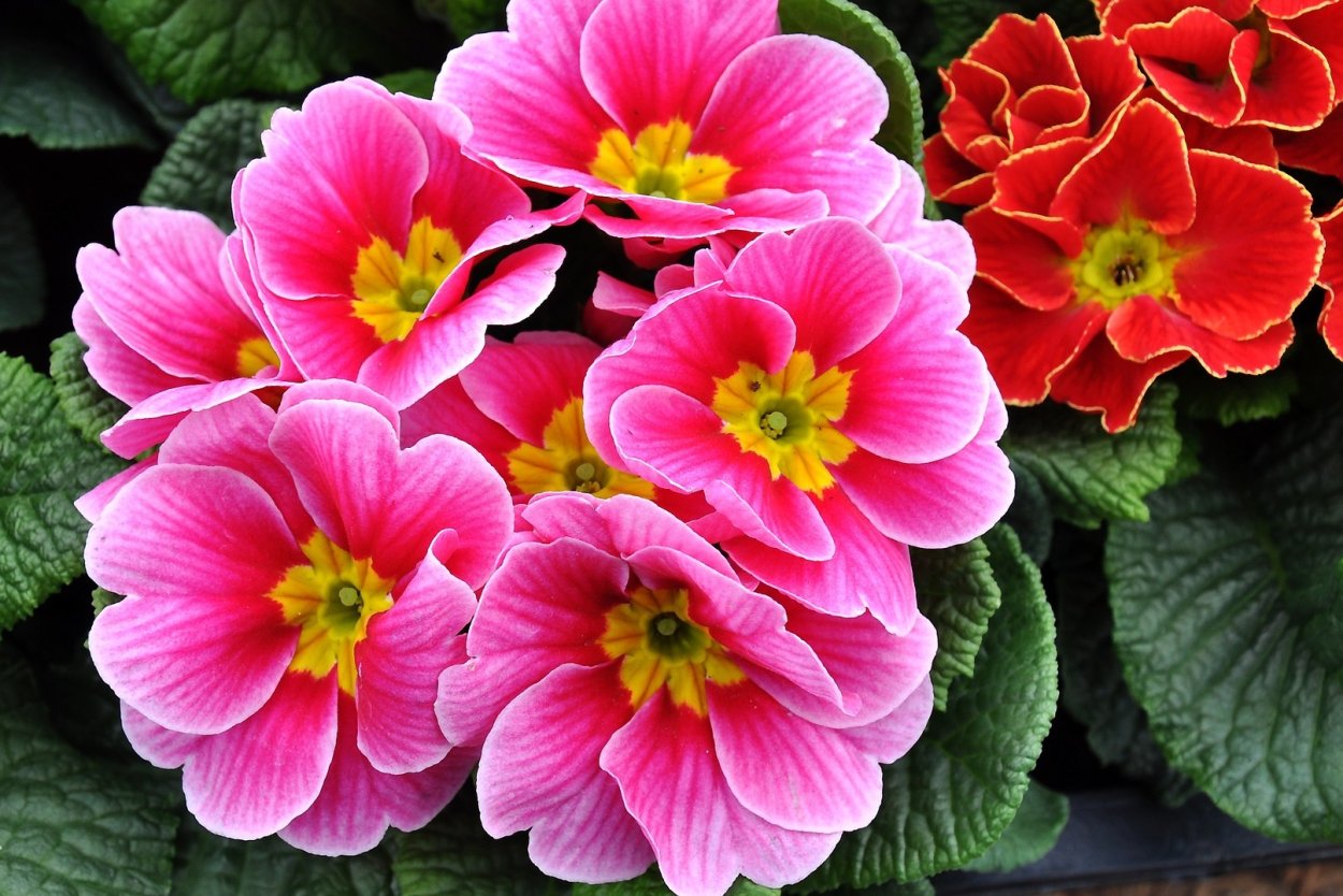 Примула. Primula