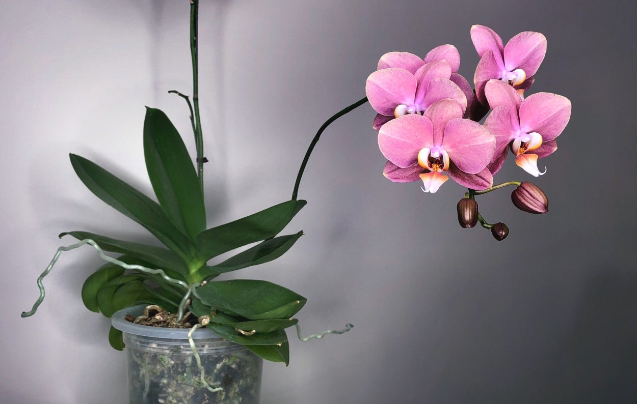 Орхидея Phalaenopsis