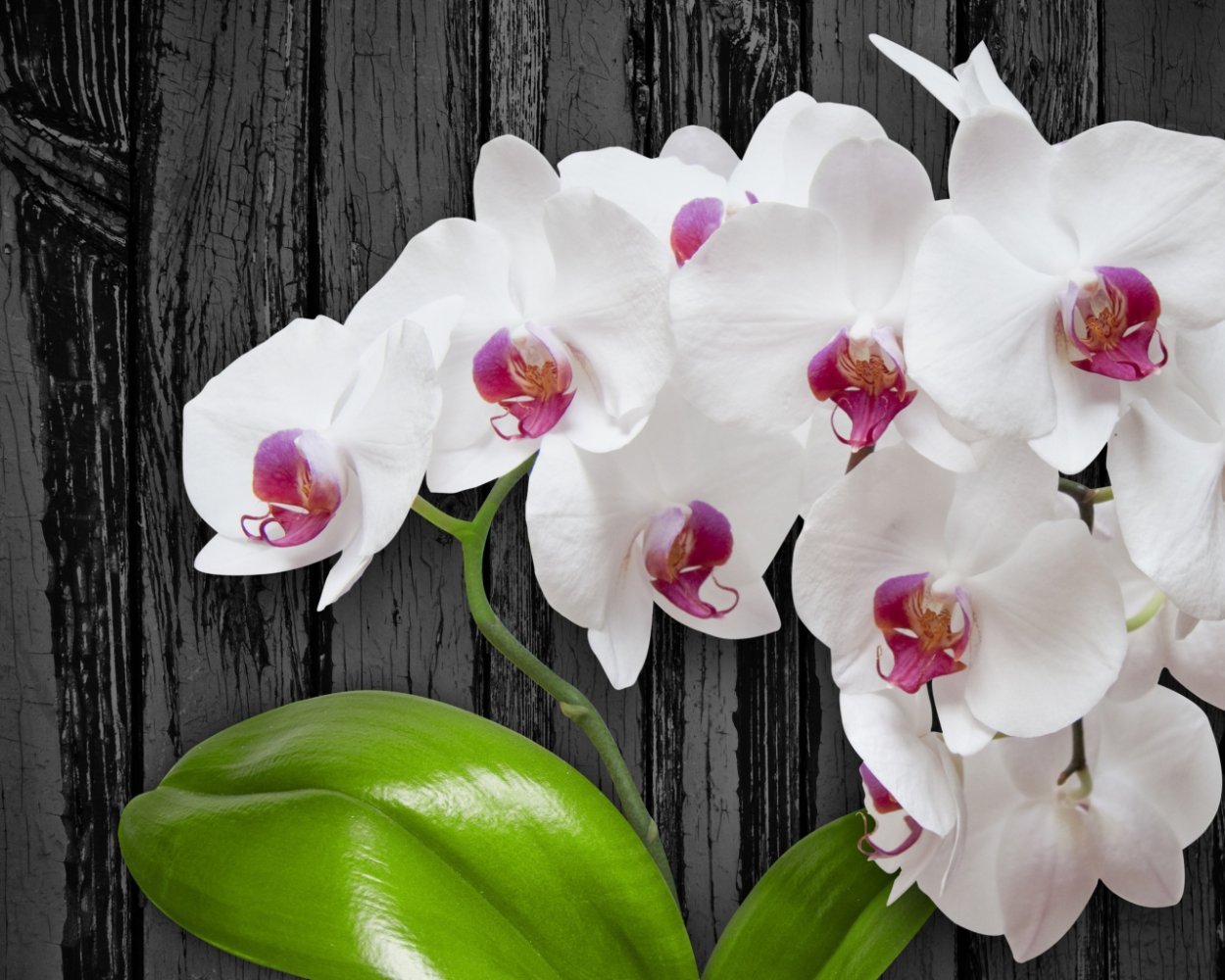 Фаленопсис сенсейшен Вайт