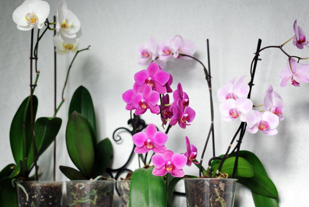 Phalaenopsis Orchids in Pots