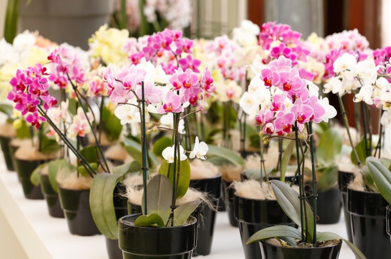 ФЛОРЭВИЛЬ фаленопсисы