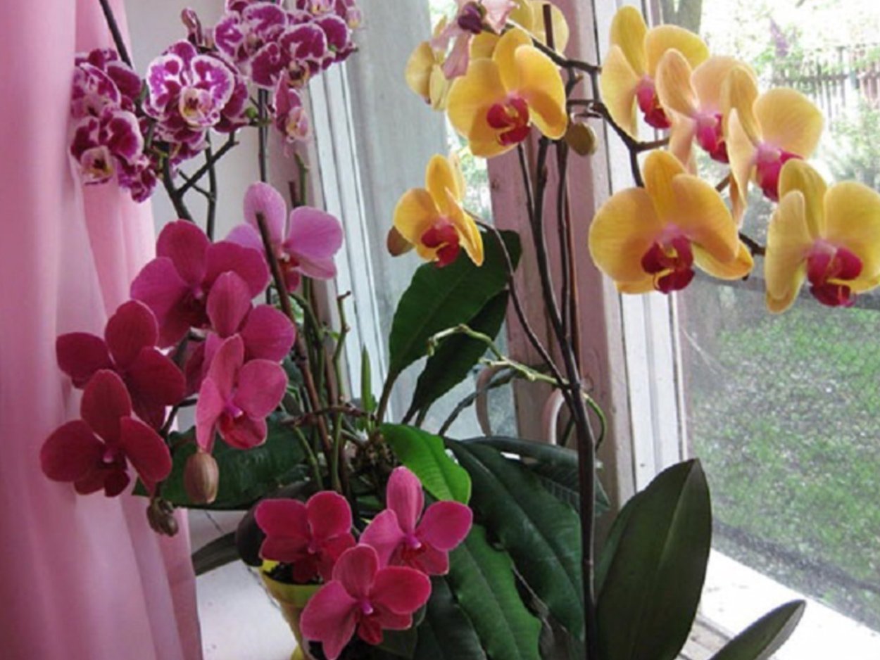 Фаленопсис дома