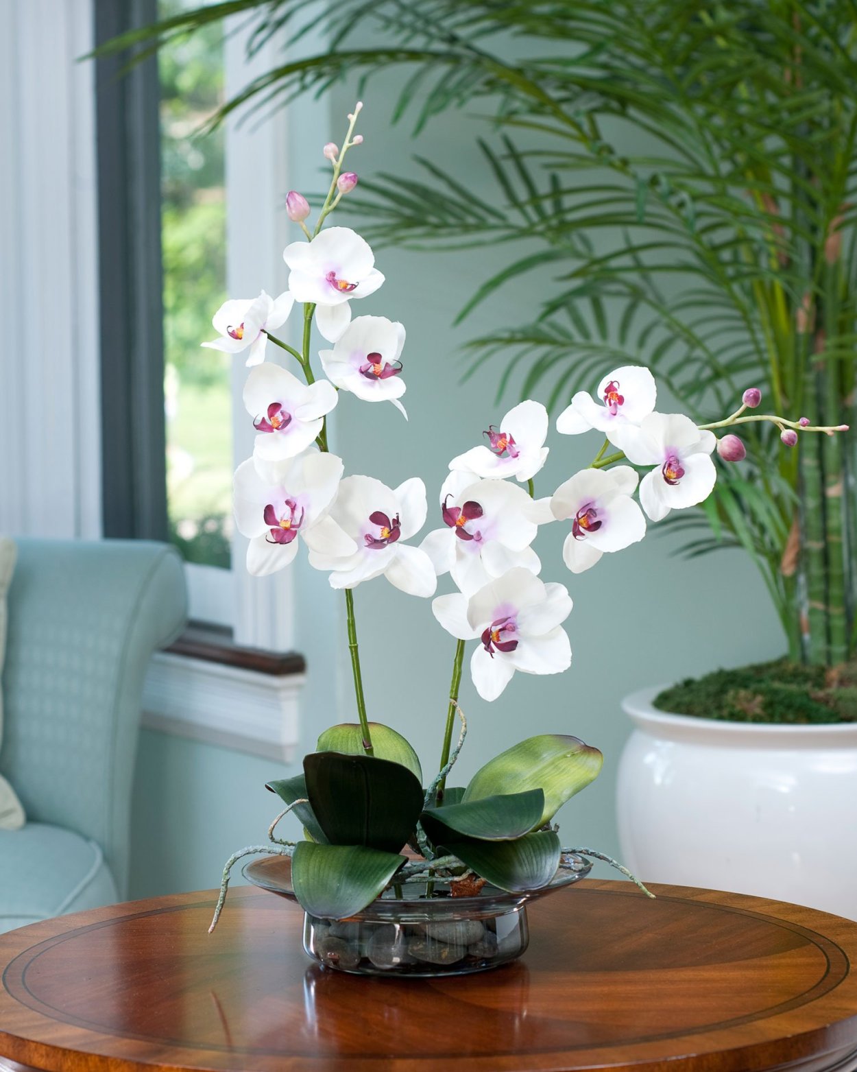 Растение Phalaenopsis