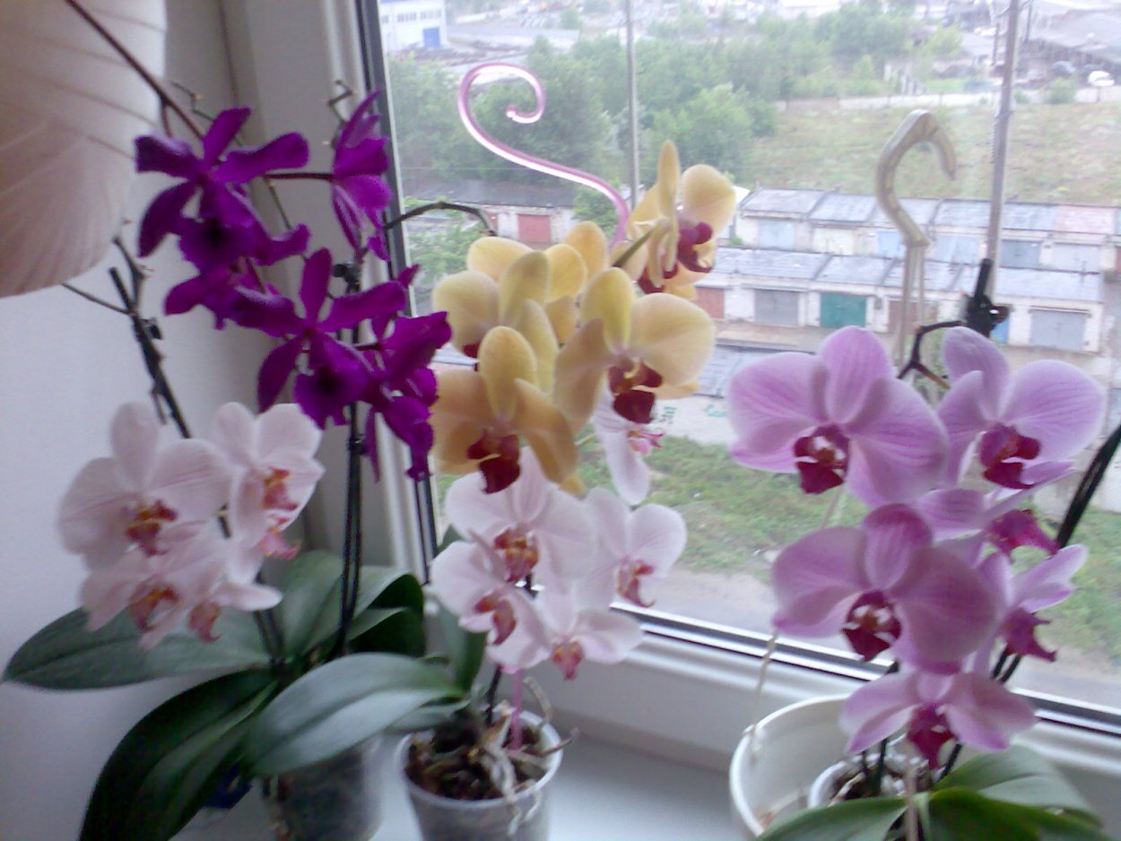 Орхидея фаленопсис на окне