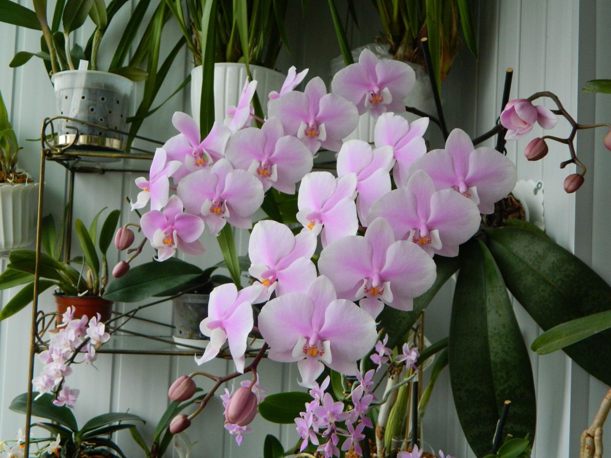 Фаленопсис Шиллера