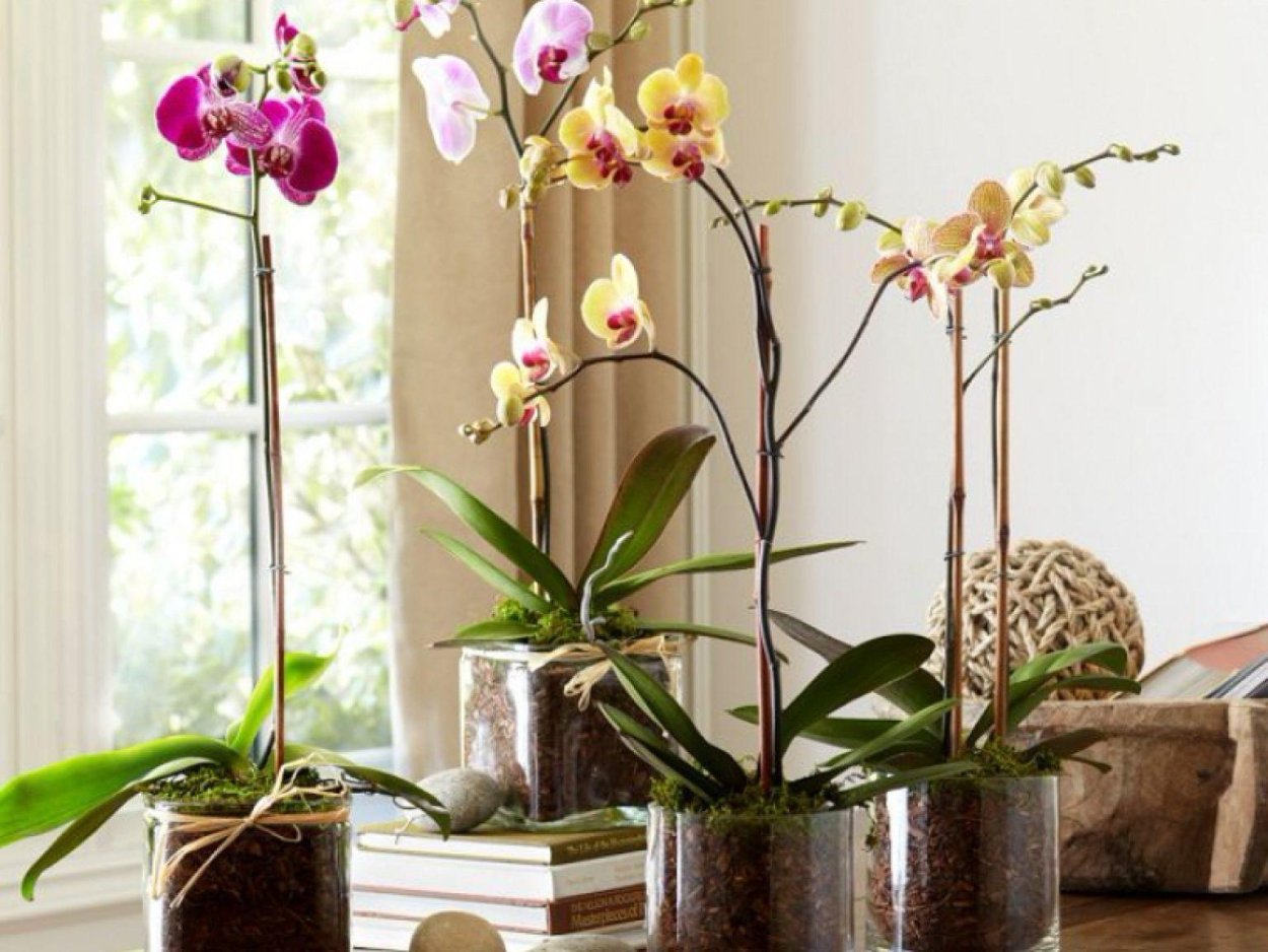 Красивые кашпо для орхидей