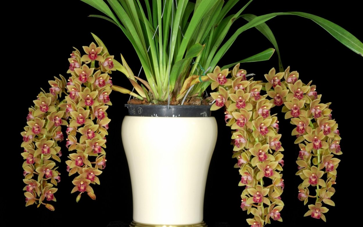 Дендробиум Цимбидиум