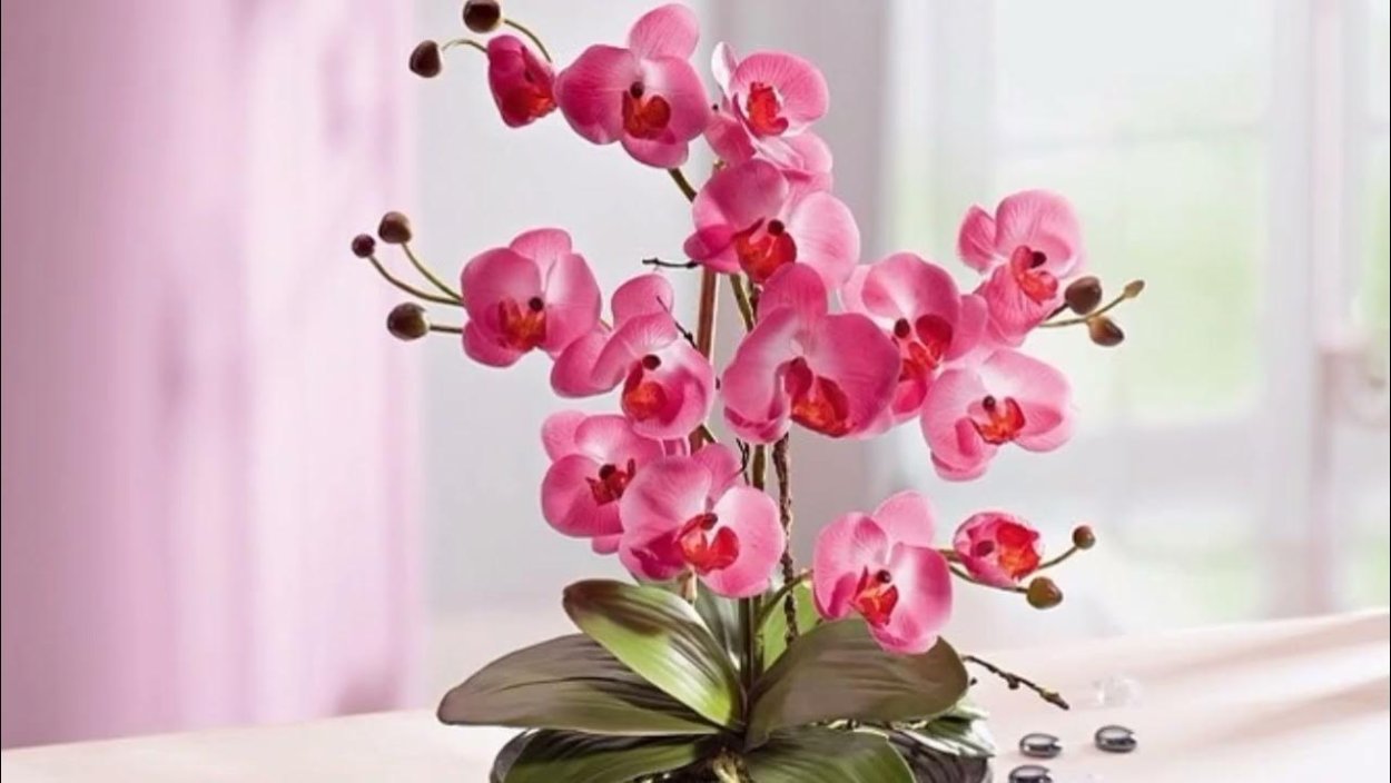 Средняя высота орхидей