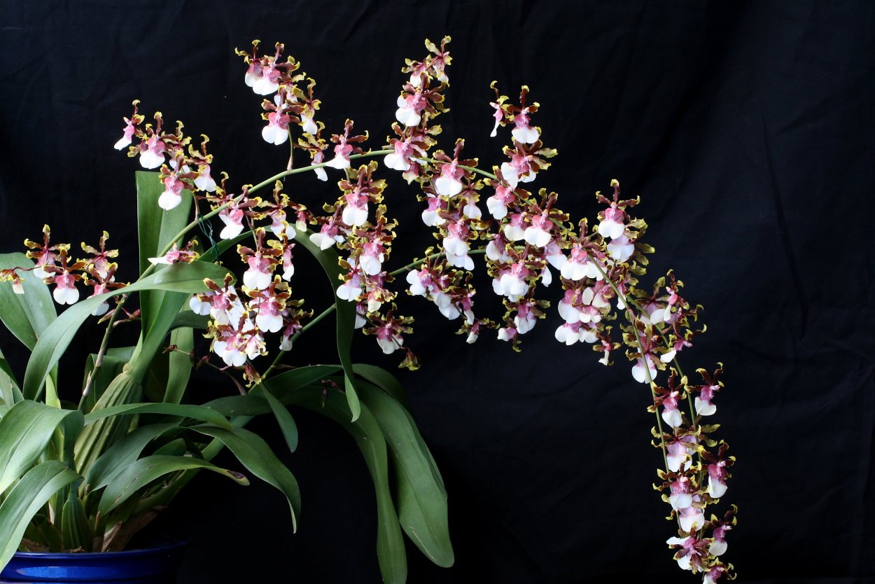 Фаленопсис мелкоцветущий