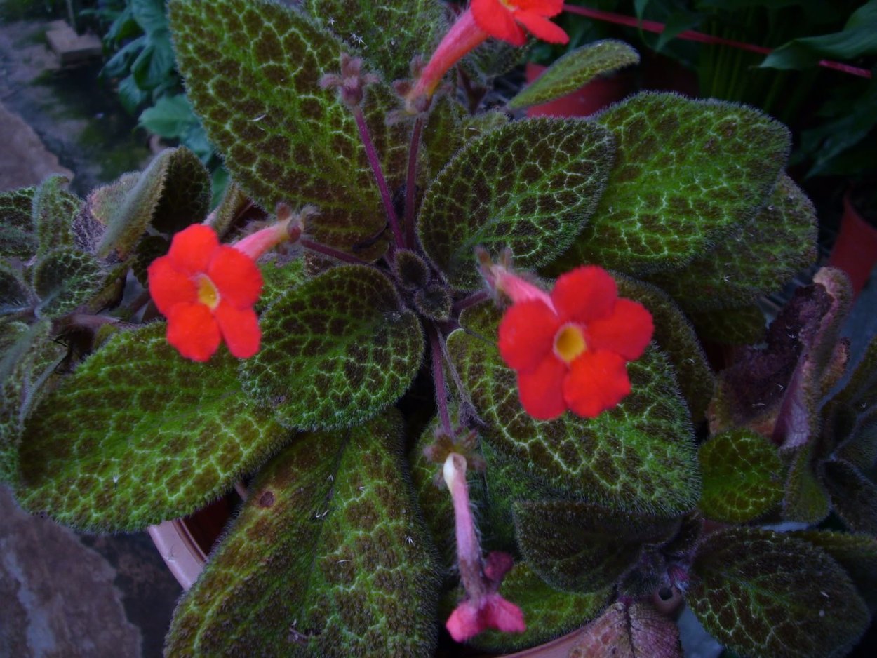 Эписция цветет